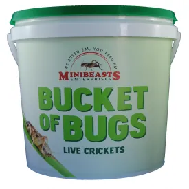 Minibeasts Bucket of Bugs Medium Live Crickets